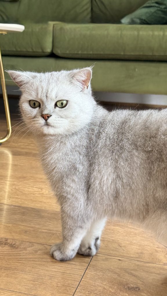 A grey British Shorthair cat standing on a wooden floor with a serious expression and green eyes.