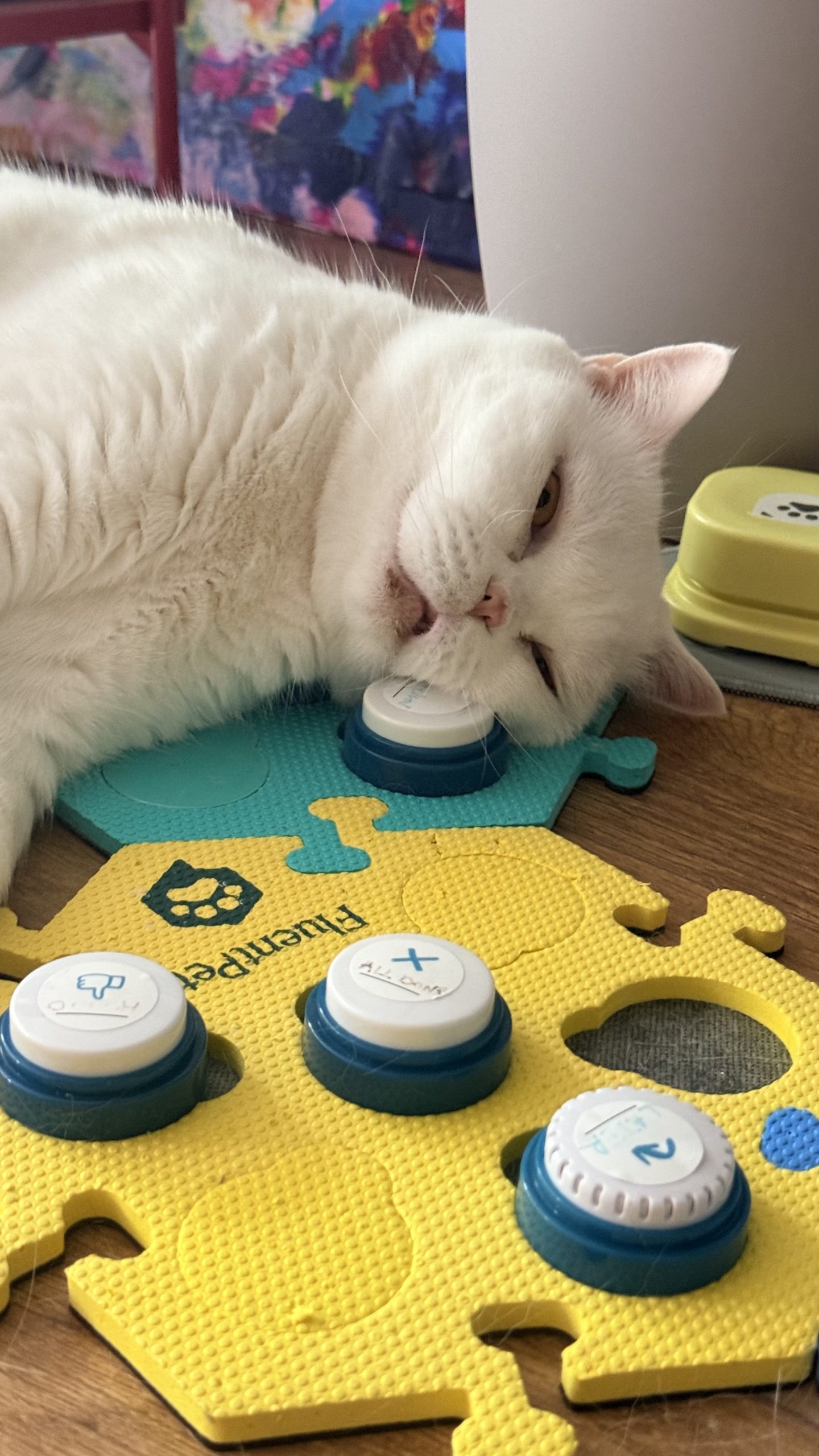 A white cat British Shorthair (Lyle) lying on its side, resting its chin directly on one of several FluentPet communication buttons set into a yellow and teal foam board.