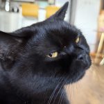 Purrcival CAT