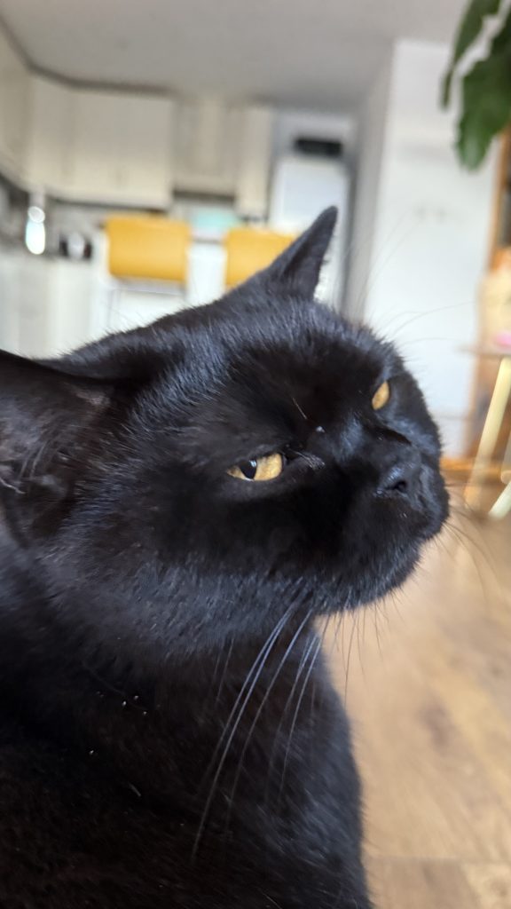 Purrcival