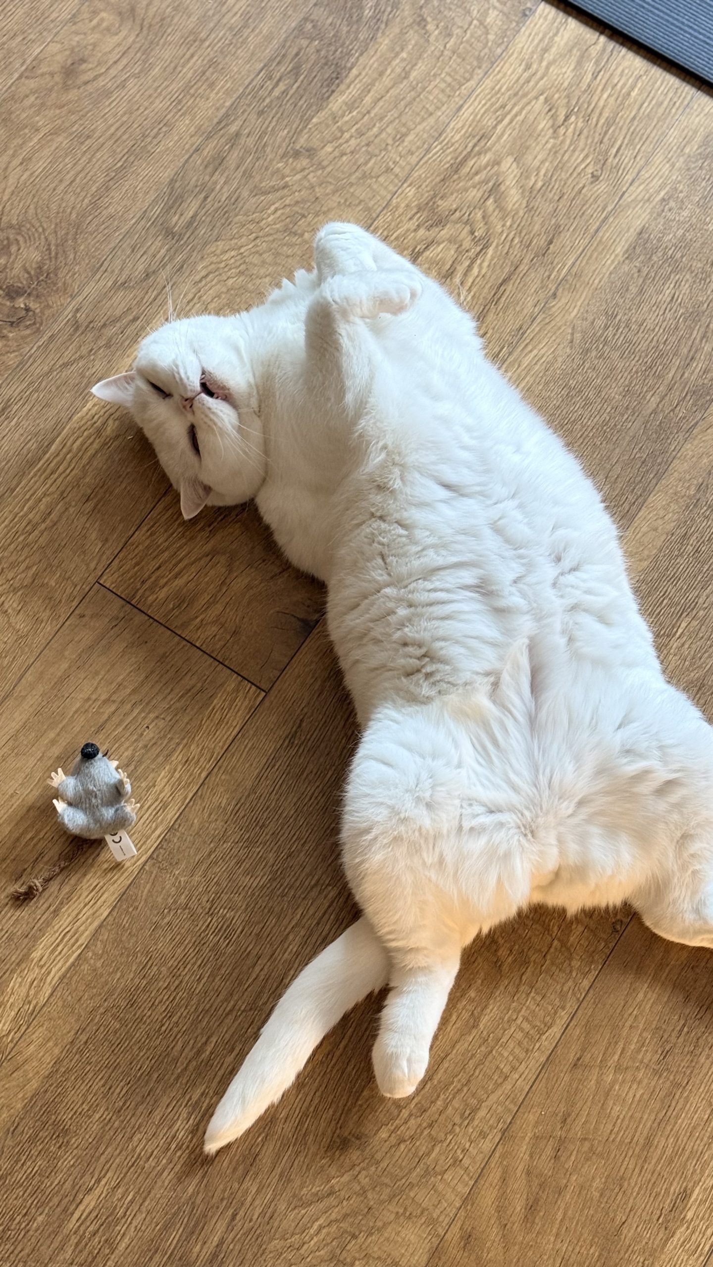 Lyle the white British Shorthair cat lying on his back on a wooden floor next to a small toy mouse.