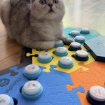 Rabbitowitz the British Shorthair cat sitting on his colorful FluentPet communication button board in a home setting.