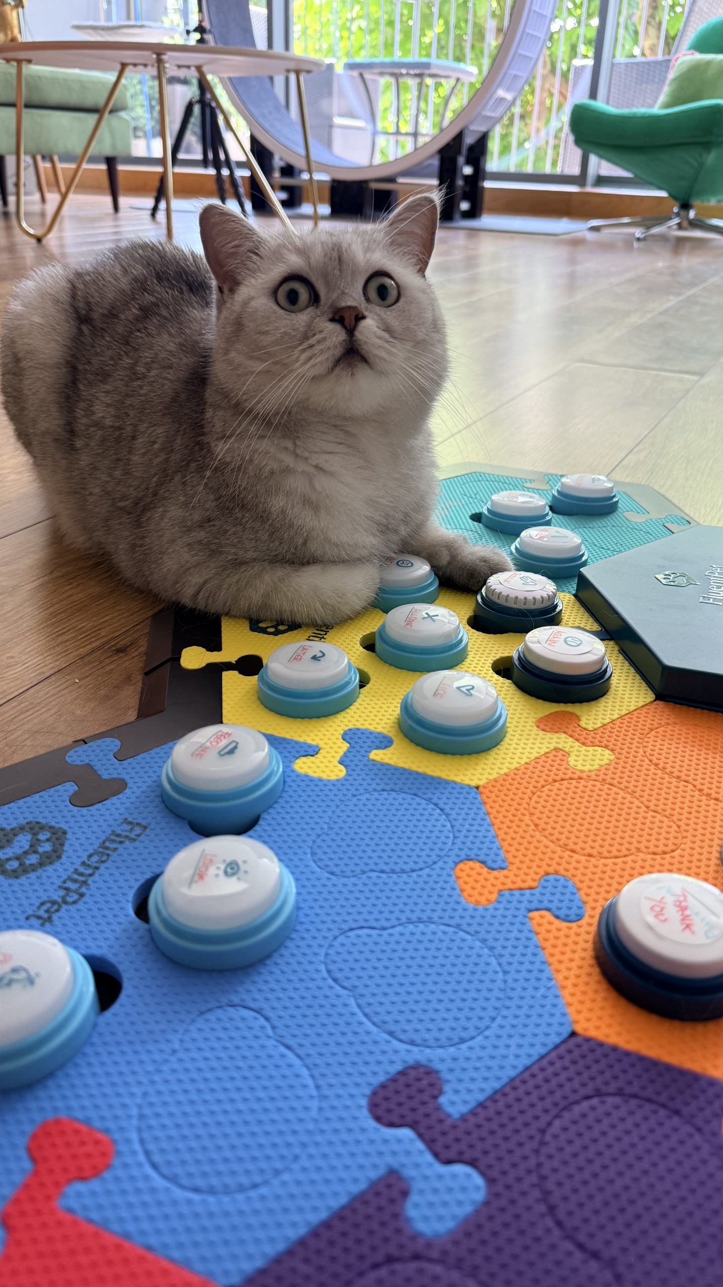 Rabbitowitz the British Shorthair cat sitting on his colorful FluentPet communication button board in a home setting.