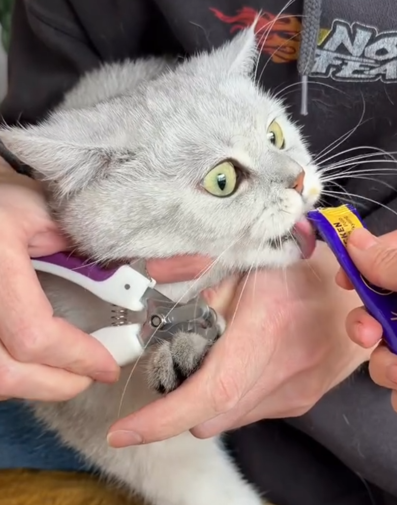 A person holds a light-colored British Shorthair cat while using nail clippers on its paw, while another person distracts the cat with a "Happy Snack" tube treat.