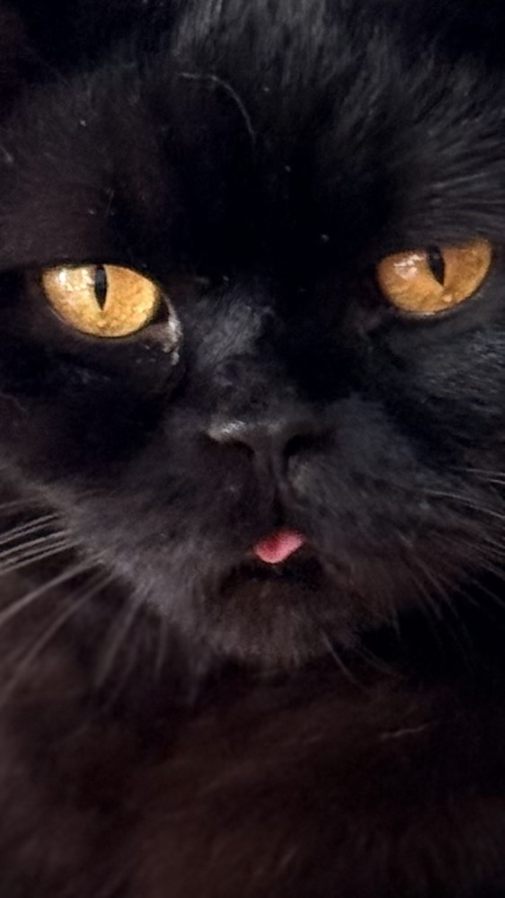 Purrcival