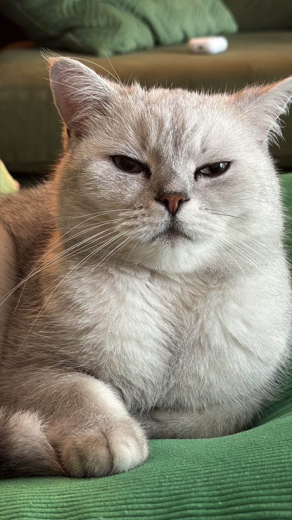 Close-up portrait of Rabbitowitz, a British Shorthair cat, looking directly at the camera with a skeptical, unimpressed expression while resting on a green surface.