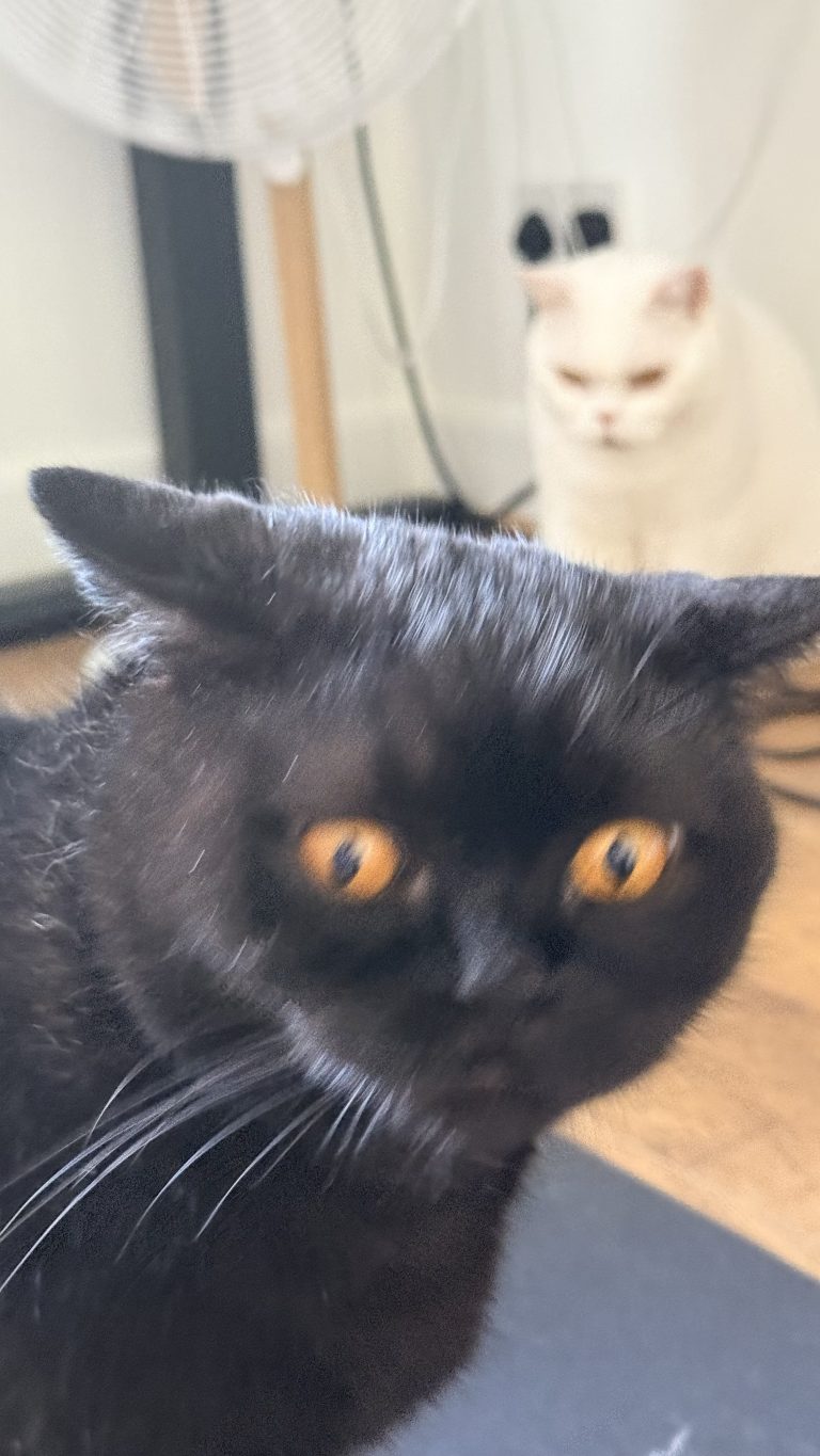 A close-up of a black British Shorthair cat with wide, intense orange eyes looking slightly off-camera, with a white cat visible in the blurred background.