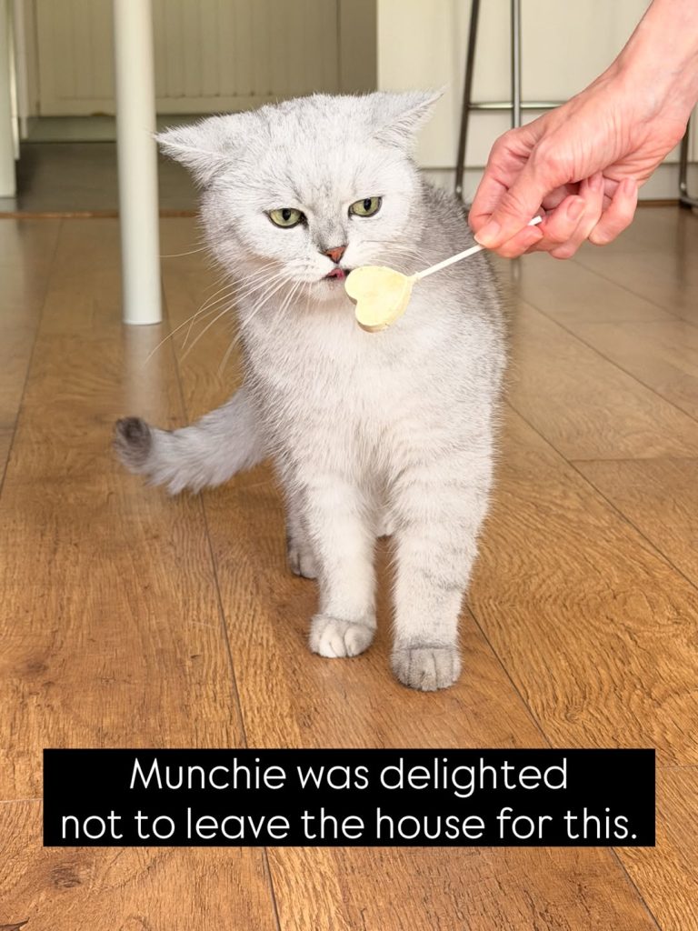 Rabbitovitz the British Shorthair cat eating a heart-shaped treat during a home vet visit.