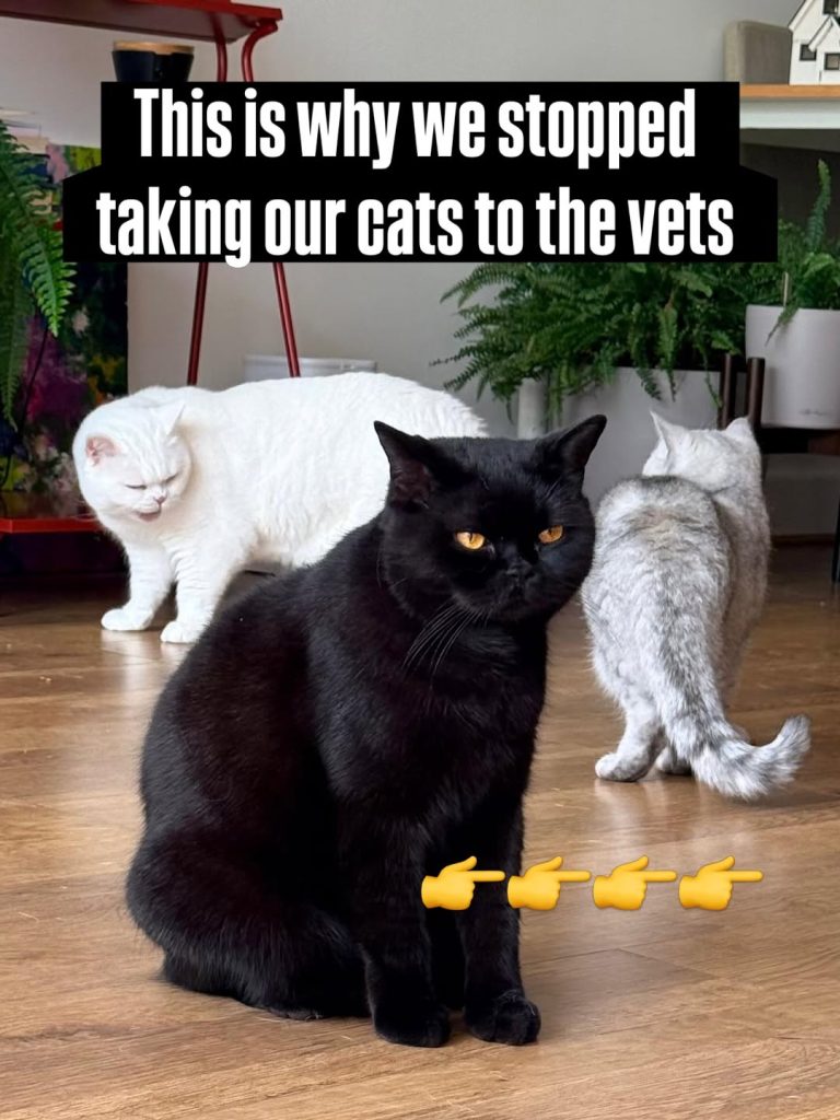 Purrcival, Lyle, and Rabbitowitz, three British Shorthair cats, in their home environment.
