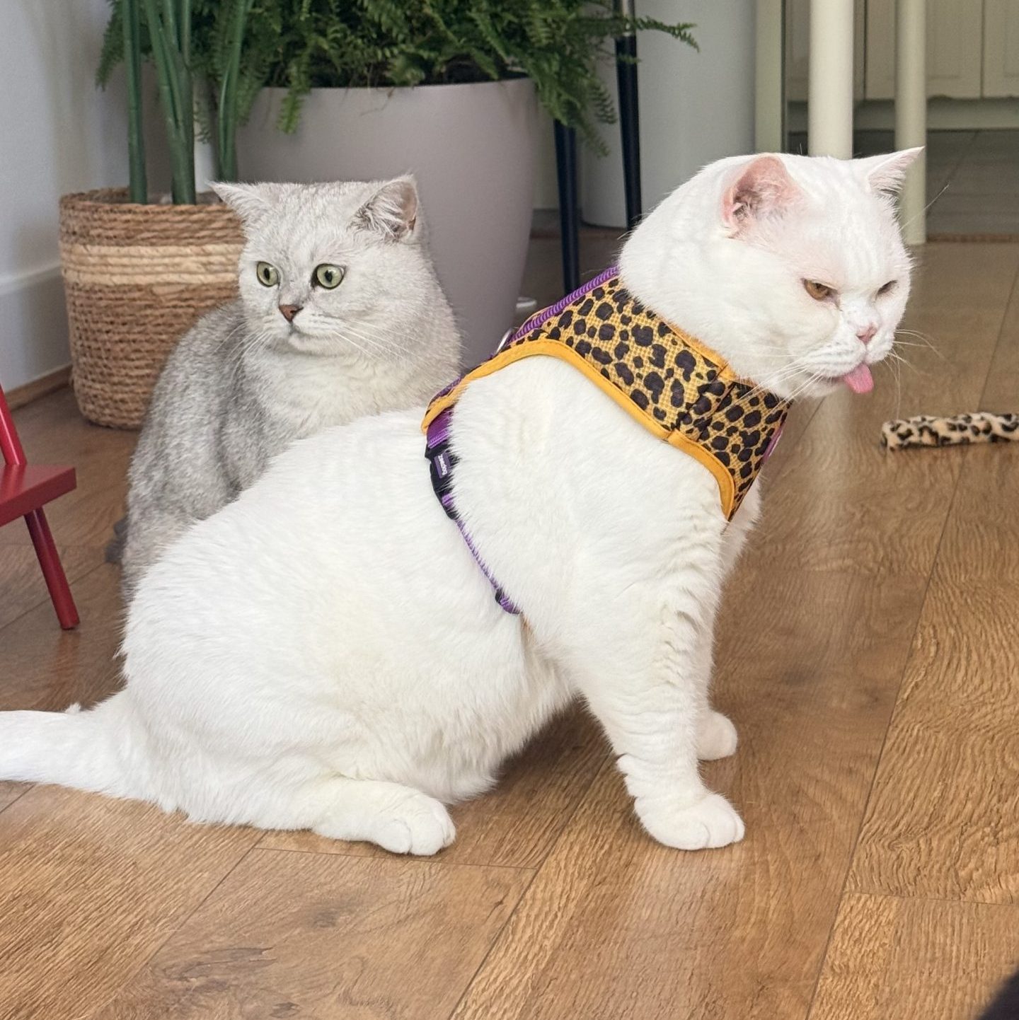 Lyle wearing his harness beside Rabbitovitz
