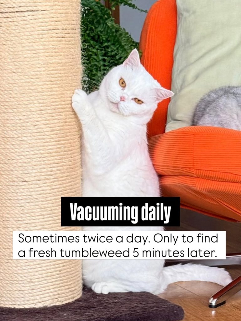 A white British Shorthair cat stands on its hind legs gripping a tall sisal rope scratching post next to an orange corduroy armchair, looking back at the camera. A black text block overlay reads: "Vacuuming daily Sometimes twice a day. Only to find a fresh tumbleweed 5 minutes later."