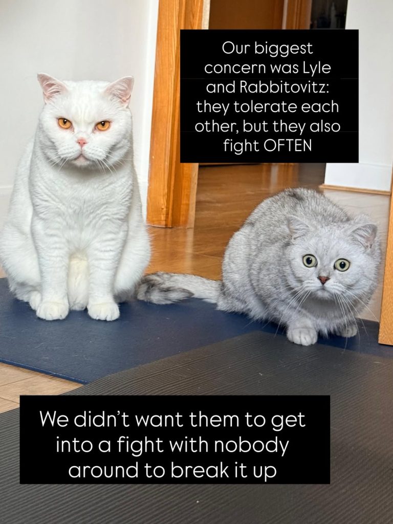 A white British Shorthair cat with amber eyes sitting upright on a blue mat alongside a silver-shaded British Shorthair cat who is crouched low with wide, startled eyes. Two black text block overlays read: "Our biggest concern was Lyle and Rabbitovitz: they tolerate each other, but they also fight OFTEN" and "We didn’t want them to get into a fight with nobody around to break it up".