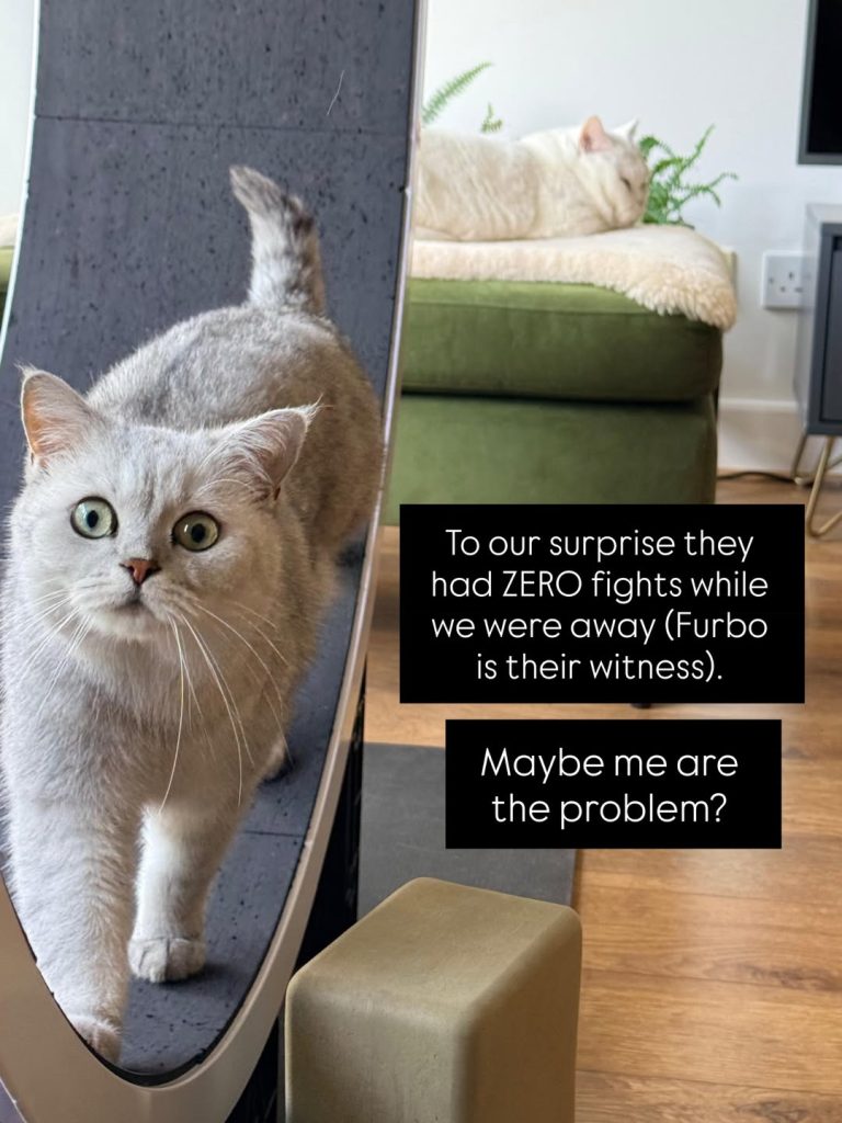 A silver-shaded British Shorthair cat with wide green eyes walking forward on a large cat exercise wheel. In the blurry background, a white cat rests on a green ottoman. Two black text block overlays read: "To our surprise they had ZERO fights while we were away (Furbo is their witness)." and "Maybe me are the problem?".
