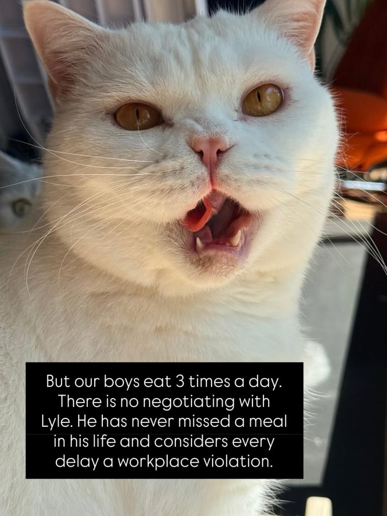 An extreme close-up of a white British Shorthair cat named Lyle with his mouth wide open as if meowing loudly or complaining. A black text block overlay reads: "But our boys eat 3 times a day. There is no negotiating with Lyle. He has never missed a meal in his life and considers every delay a workplace violation."