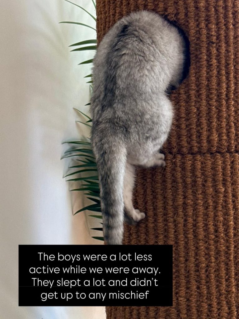 A fluffy, silver-shaded British Shorthair cat poking its upper body into a hole on a brown scratching post tower while its back legs and tail hang down. Text overlay reads: "The boys were a lot less active while we were away. They slept a lot and didn’t get up to any mischief".