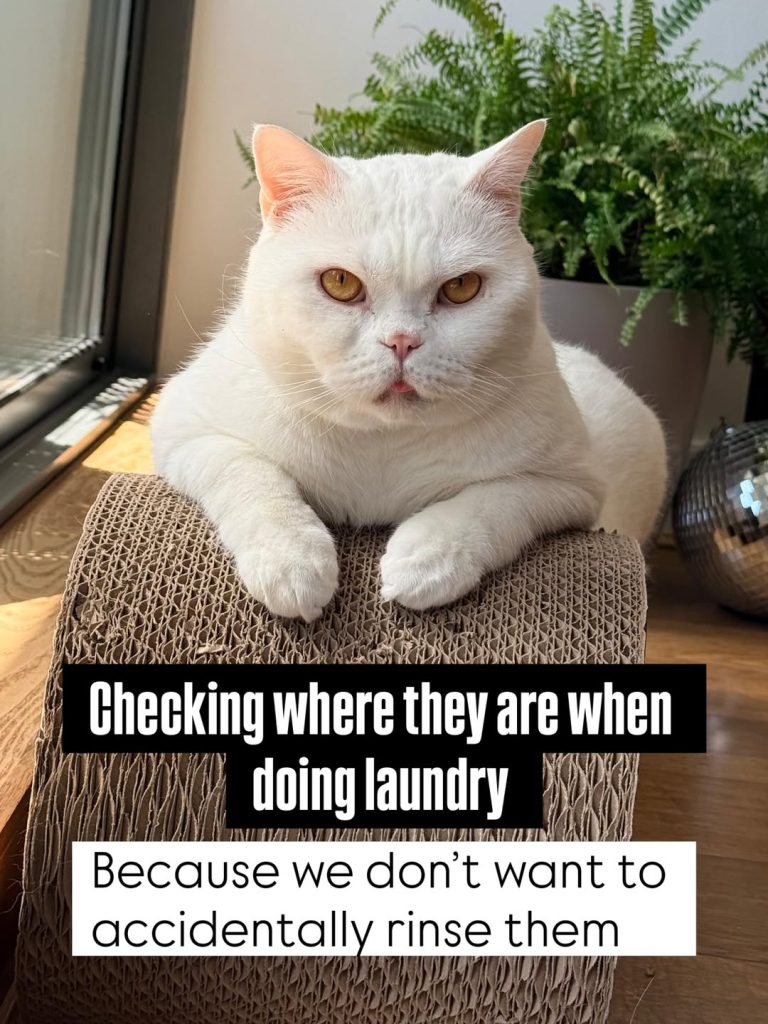 A white British Shorhair cat with bright orange eyes and a tiny pink tip of its tongue sticking out rests comfortably on top of a curved cardboard scratching lounge. In the background, a potted green fern and a small disco ball sit on a wooden floor near a window. A black and white text overlay reads: "Checking where they are when doing laundry. Because we don’t want to accidentally rinse them".