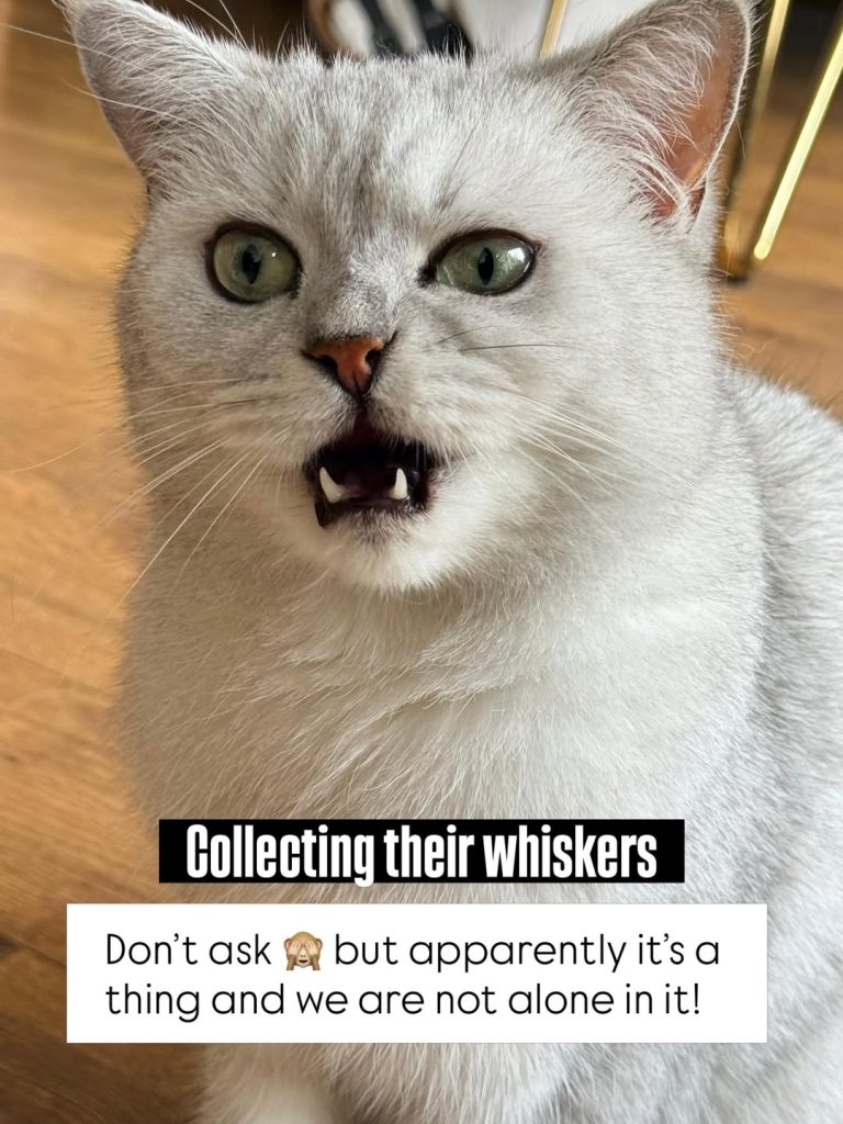 A close-up of a silver-shaded British Shorthair cat looking forward with wide green eyes and its mouth open as if vocalizing. A black text block overlay reads: "Collecting their whiskers Don’t ask 🙈 but apparently it’s a thing and we are not alone in it!"