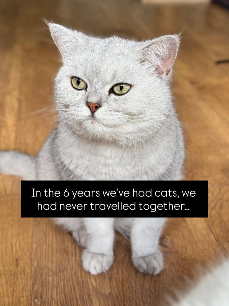 A close-up shot of a silver-shaded British Shorthair cat sitting on a wooden floor, looking slightly off-camera with green eyes. A black text block overlay reads: "In the 6 years we’ve had cats, we had never travelled together..."