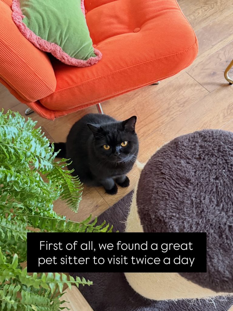 A high-angle shot of a solid black British Shorthair cat with bright orange eyes sitting on a wooden floor next to a green fern plant, an orange corduroy armchair, and a cat scratching post. A black text block overlay reads: "First of all, we found a great pet sitter to visit twice a day".