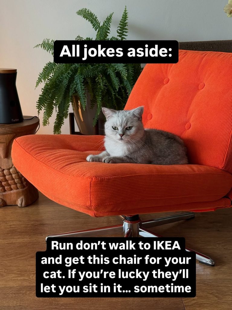 A silver British Shorthair cat sitting on a retro orange corduroy IKEA swivel chair in a living room, glaring at the camera next to a green fern plant.