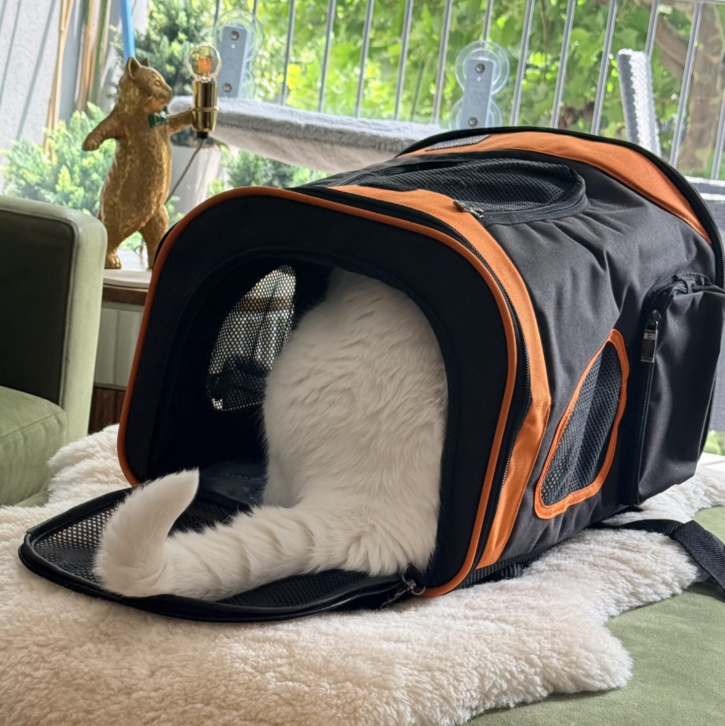 Lyle inside his cat carrier