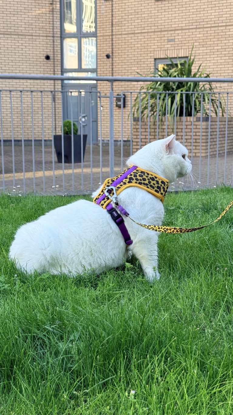 Lyle, a white British Shorthair cat, standing in profile on the grass while wearing a leopard-print harness and leash.