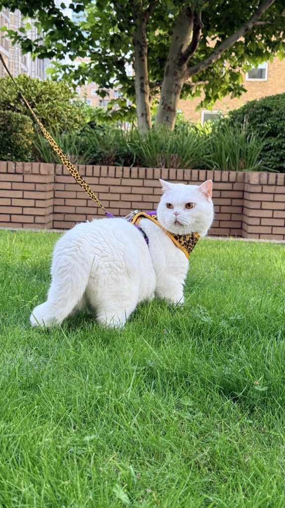 Lyle, a white British Shorthair cat, wearing a leopard-print harness and leash while standing in a grassy area.