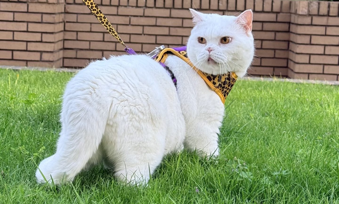 Lyle wearing a harness outside