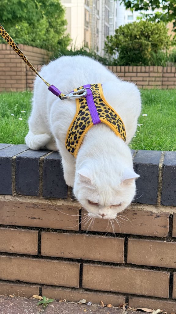 Lyle, a white British Shorthair cat, wearing a leopard-print harness and leash while carefully stepping down from a brick wall.