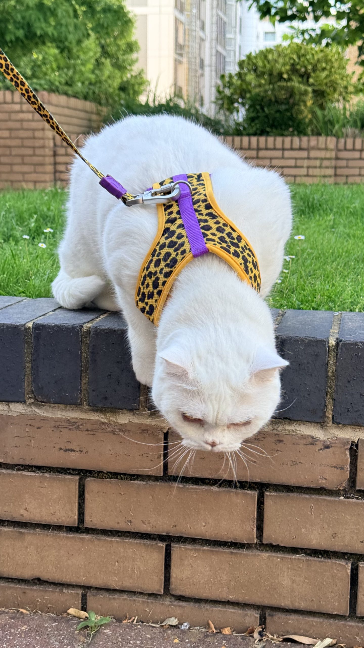 Lyle the white British Shorthair wearing a harness outside