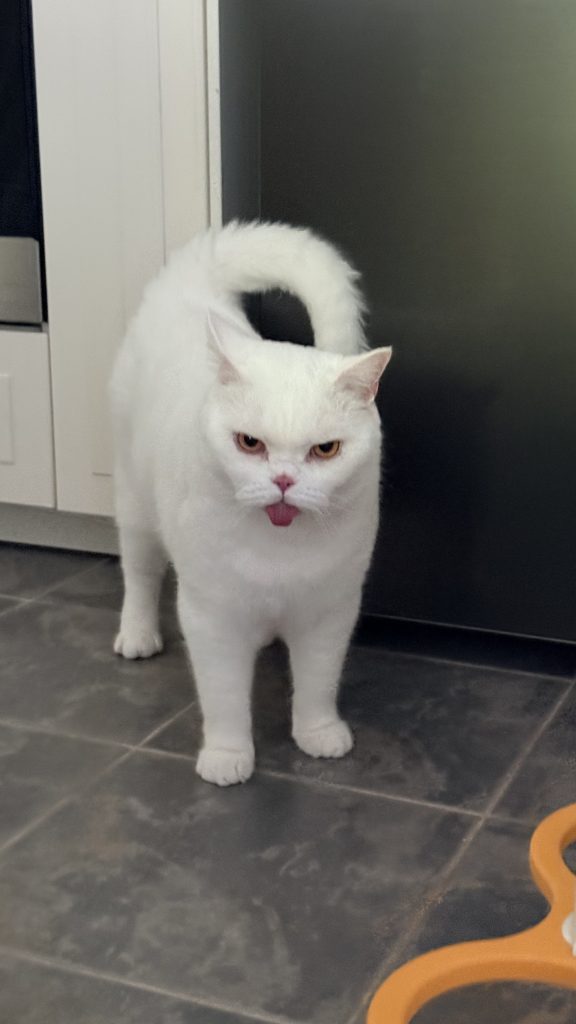 Lyle, a white British Shorthair cat, standing indoors with his tongue sticking out.