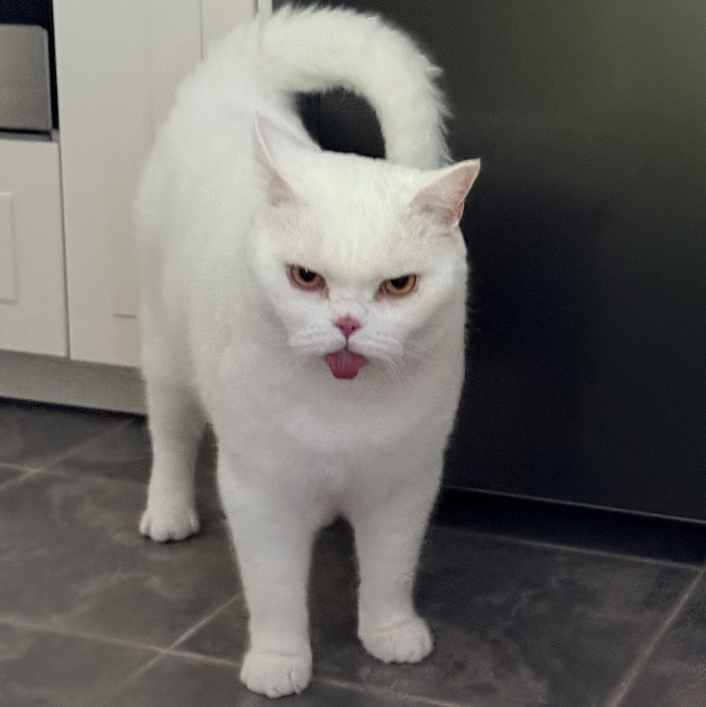 Lyle the white British Shorthair with a small blep