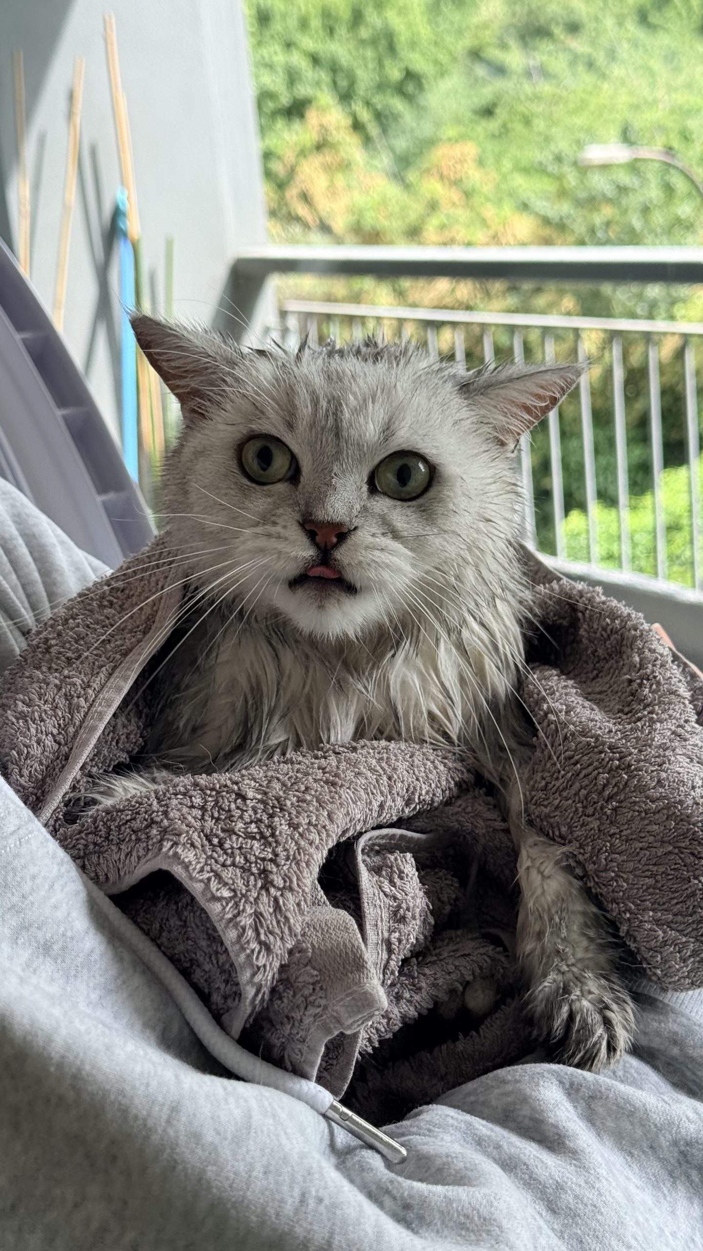 A wet British Shorthair cat wrapped in a brown towel, sticking his tongue out after a bath.