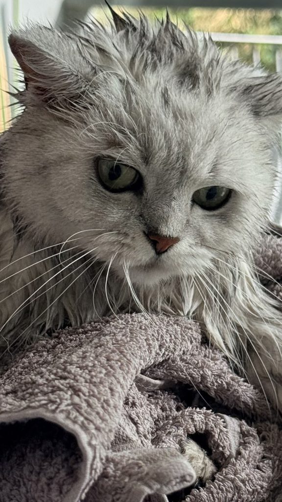 A close-up portrait of a wet British Shorthair cat wrapped in a brown towel after a bath.
