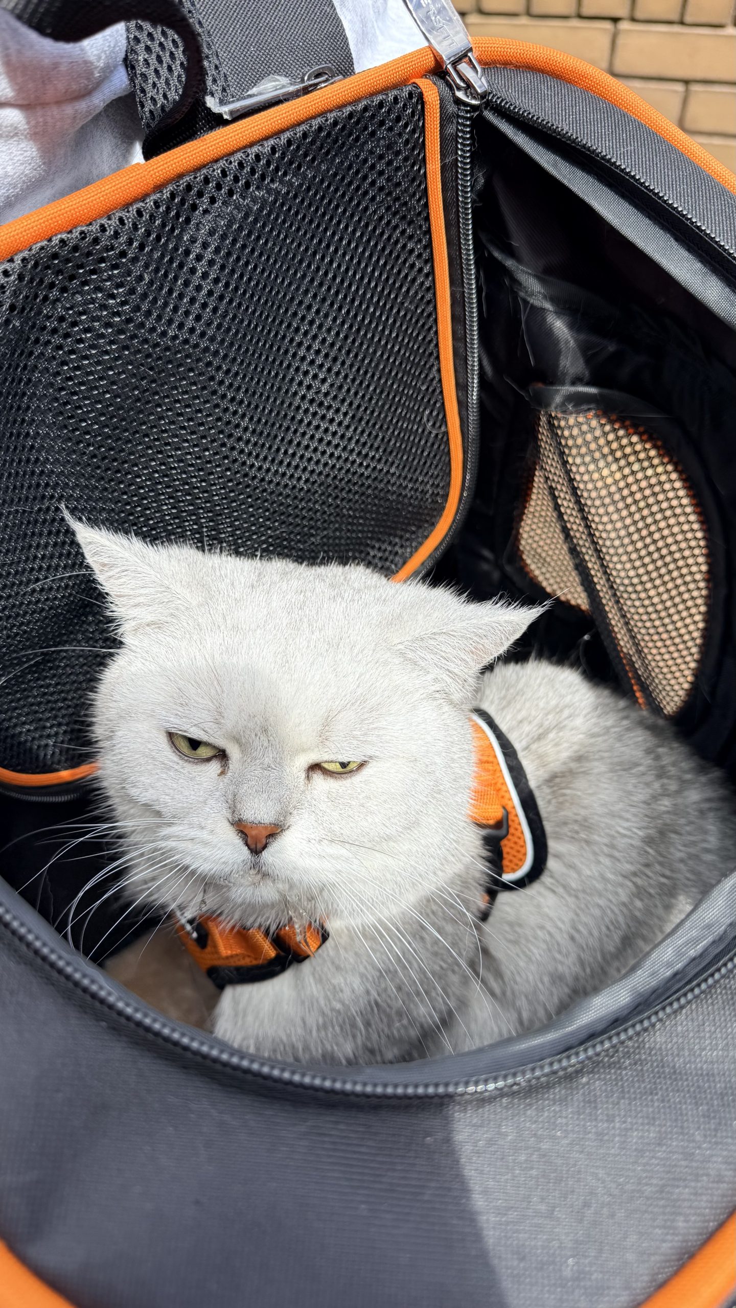 Rabbitovitz sitting inside his black and orange travel carrier