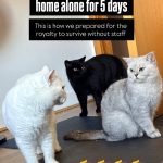 Three British Shorthair cats—one white, one black, and one silver—standing on a black mat indoors. Text overlay reads: "We left our 3 cats home alone for 5 days. This is how we prepared for the royalty to survive without staff" with four pointing right finger emojis at the bottom.
