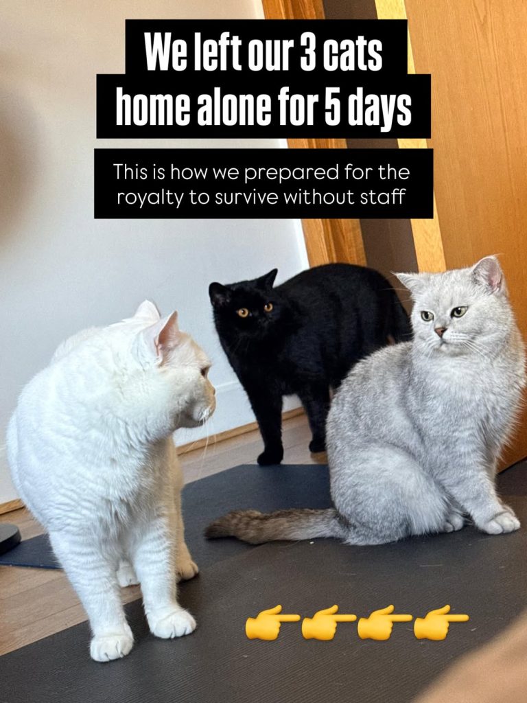 Three British Shorthair cats—one white, one black, and one silver—standing on a black mat indoors. Text overlay reads: "We left our 3 cats home alone for 5 days. This is how we prepared for the royalty to survive without staff" with four pointing right finger emojis at the bottom.