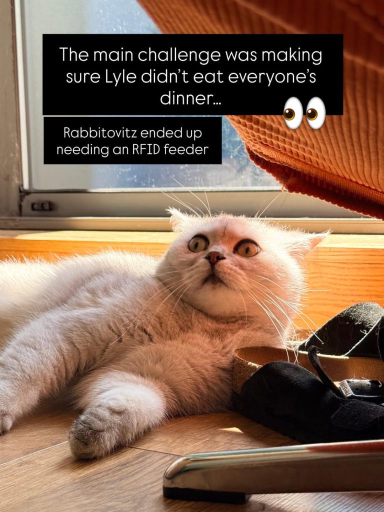 A silver-shaded British Shorthair cat named Rabbitovitz lying on a wooden floor in a patch of sunlight next to a pair of black shoes, looking wide-eyed and startled. Two black text block overlays read: "The main challenge was making sure Lyle didn’t eat everyone’s dinner..." with an eyes emoji, and "Rabbitovitz ended up needing an RFID feeder".