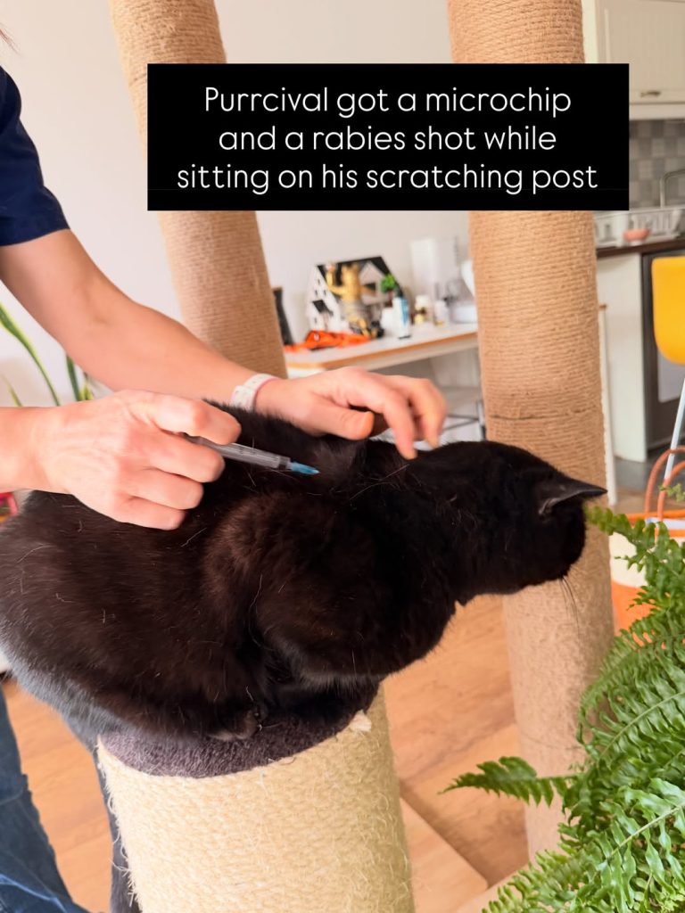 Purrcival, a black British Shorthair, receiving a microchip on his scratching post during a home vet visit.