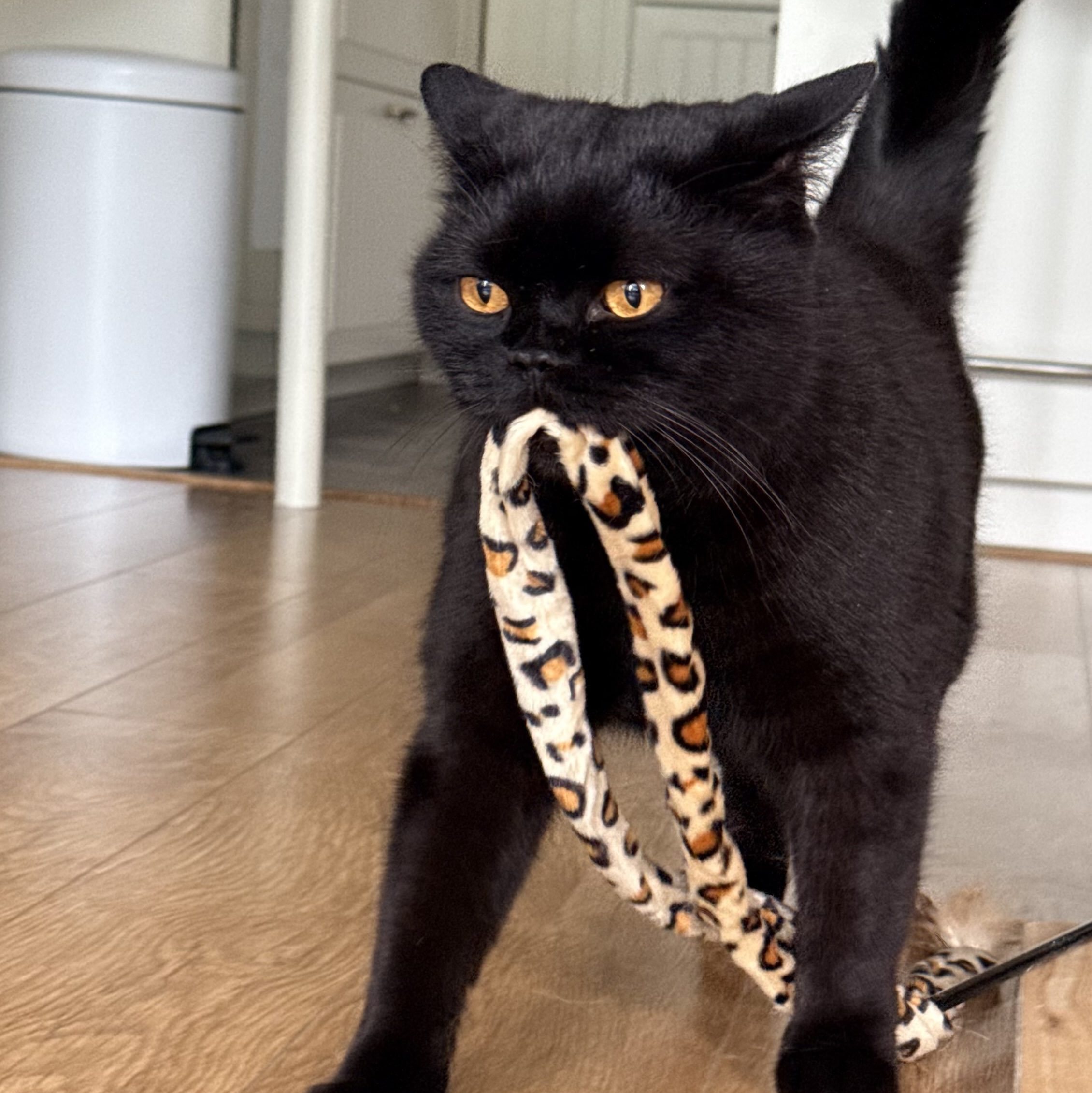 Purrcival