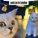 A close-up of a wide-eyed silver British Shorthair cat looking shocked, with a white cat sitting blurry in the background, overlaid with text reading "This is what 3 cats ACTUALLY cost us in London" along with a money bag and a pointing finger emoji.