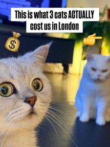 A close-up of a wide-eyed silver British Shorthair cat looking shocked, with a white cat sitting blurry in the background, overlaid with text reading "This is what 3 cats ACTUALLY cost us in London" along with a money bag and a pointing finger emoji.