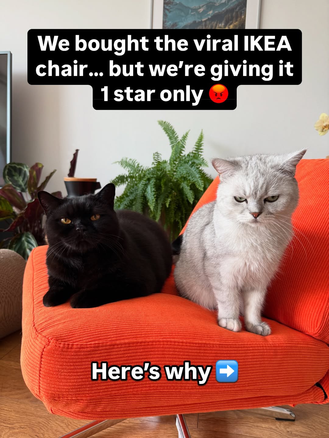 Two British Shorthair cats sitting on the viral orange IKEA chair looking upset with a 1-star review text overlay.