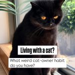 A solid black British Shorthair cat with bright orange eyes sitting calmly on a wooden window sill next to a green plant.