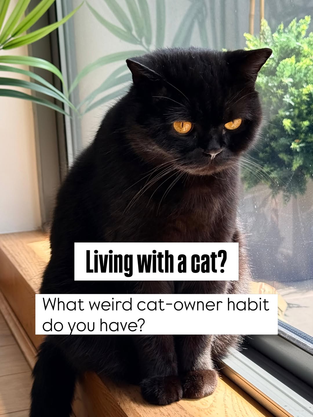 A solid black British Shorthair cat with bright orange eyes sitting calmly on a wooden window sill next to a green plant.