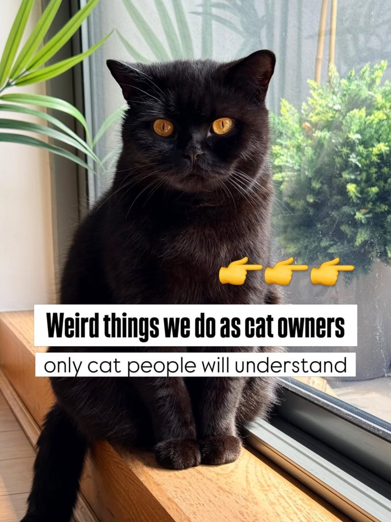 A solid black British Shorthair cat with bright orange eyes sitting calmly on a wooden window sill next to a green plant. A black text block overlay reads: "Weird things we do as cat owners only cat people will understand" with three pointing finger emojis.