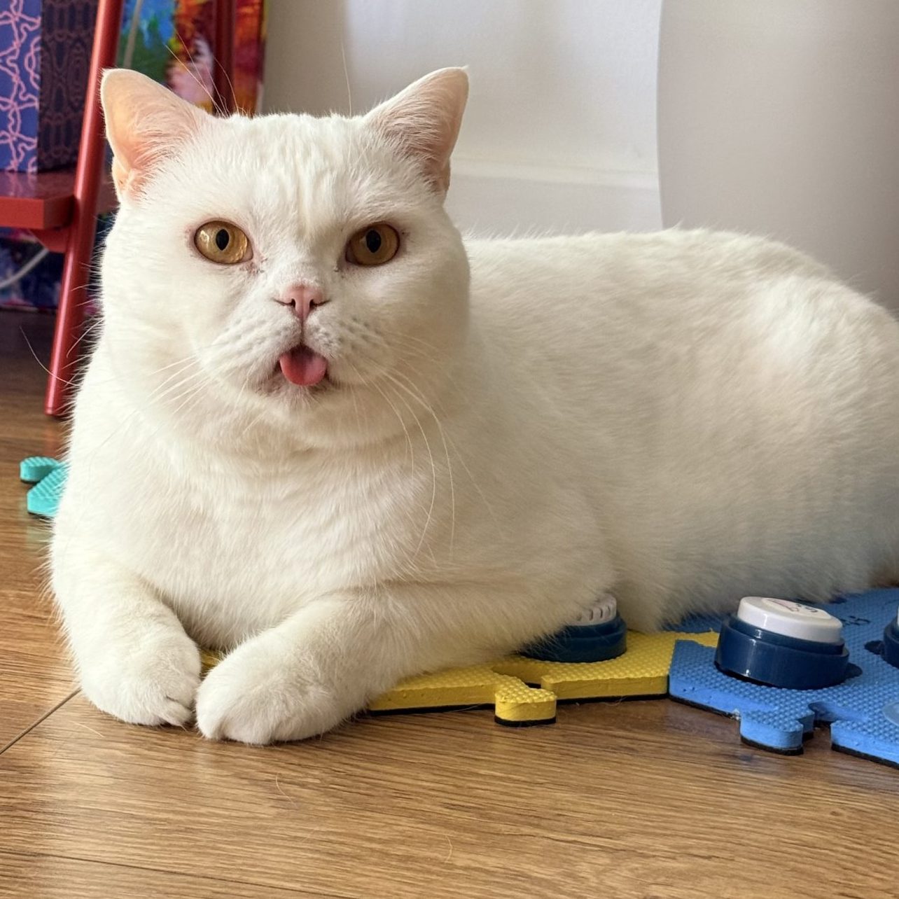 Lyle blepping beside his learning buttons