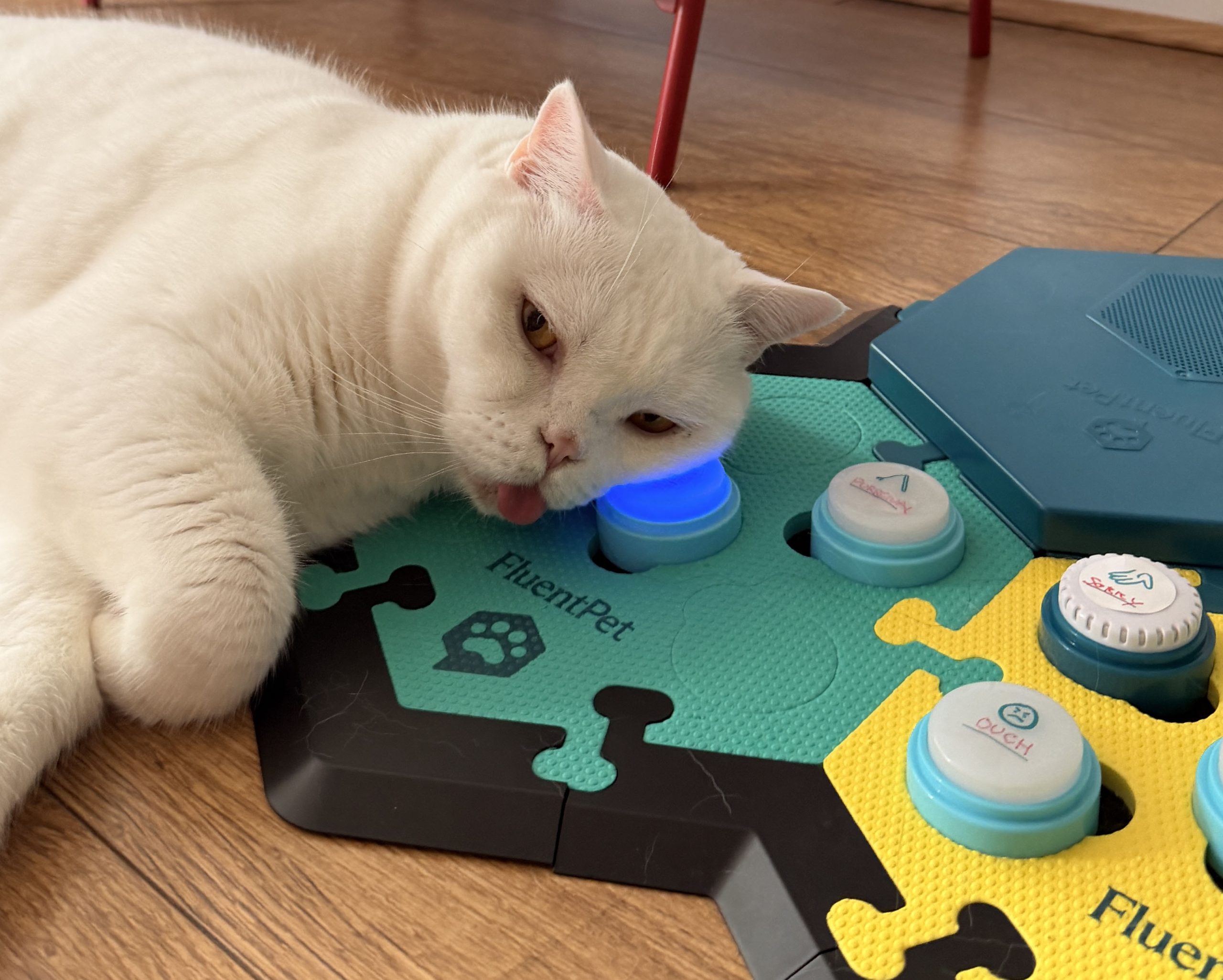Lyle lying beside his cat communication buttons