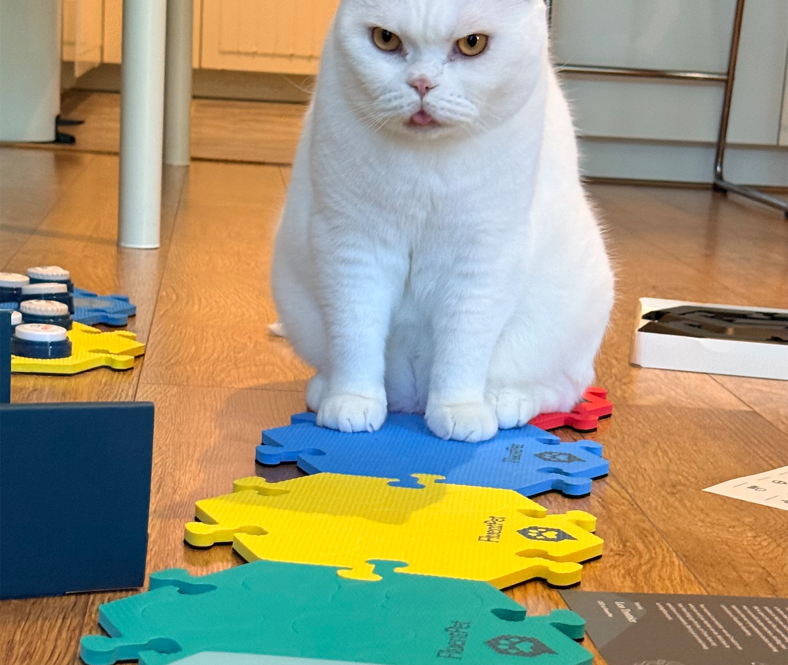 Lyle the white British Shorthair sitting on his new talking cat buttons