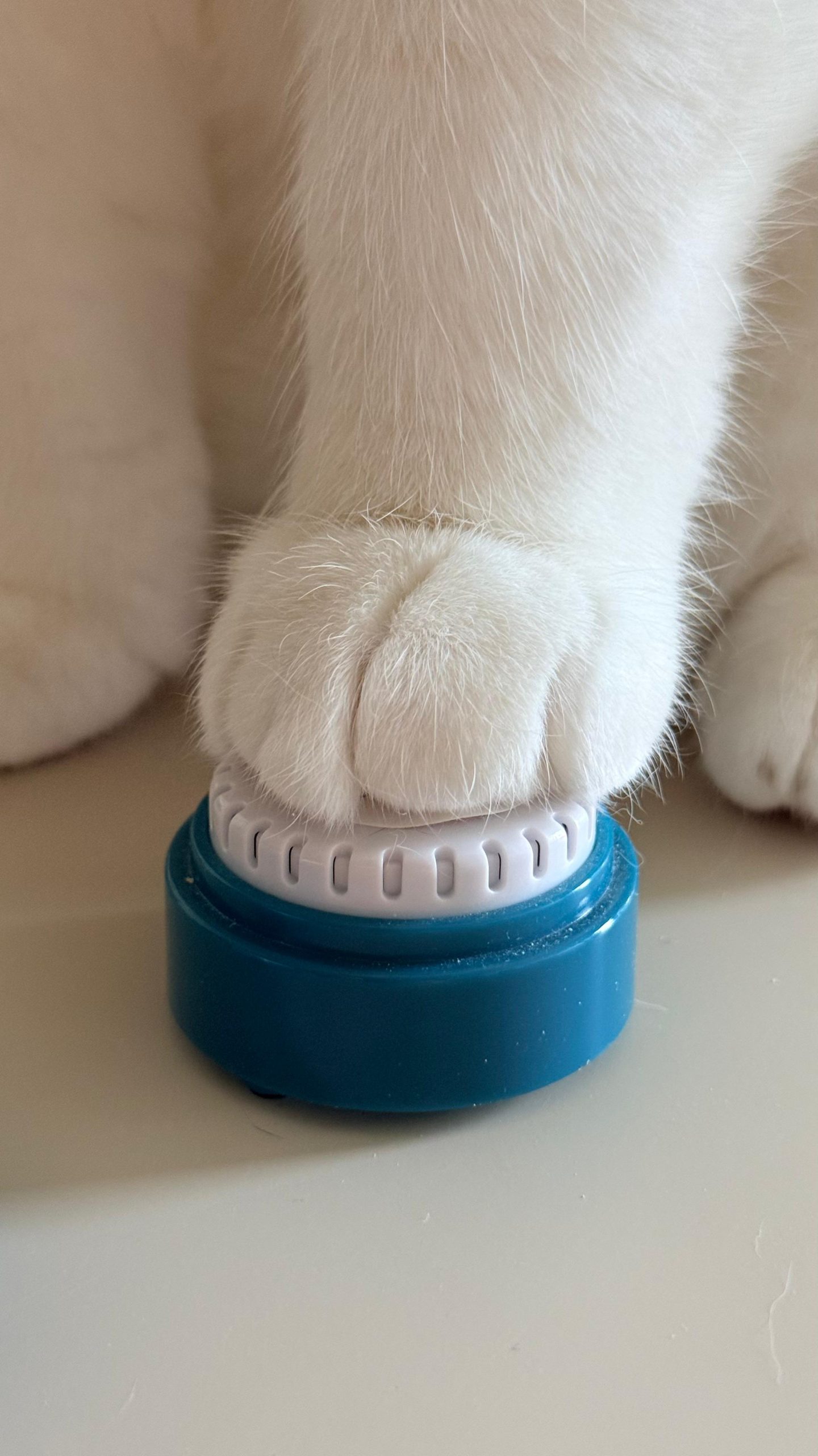 Close-up of Lyle's paw pressing one of his talking cat buttons
